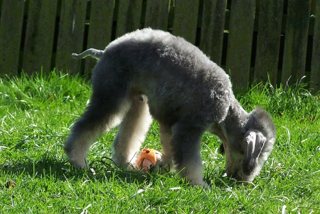 Arc-en-ciel Arlequin 06.04 (17).JPG